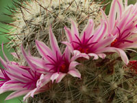 Mammillaria albicans